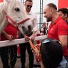 Atlar ve özel çocuklar arasında gönül köprüleri kuruldu – Demirören Haber Ajansı